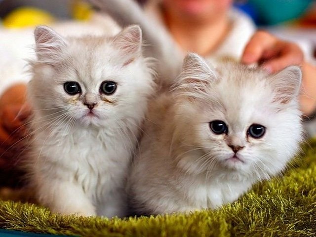Породы кошек в Калаче-на-Дону | ЗооТом портал о животных