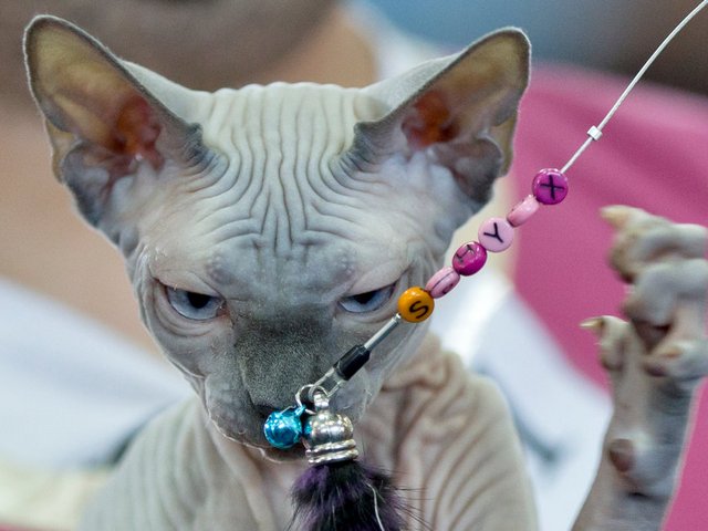 Выставки кошек в Калаче-на-Дону | ЗооТом портал о животных