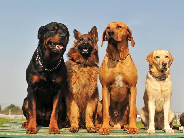 Крупные породы собак в Калаче-на-Дону | ЗооТом портал о животных